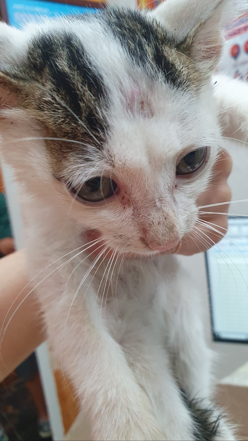 거제시유기동물보호소_448537202401179